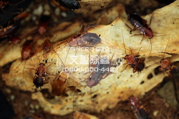 文盈除白蟻消毒除臭公司 0800-000-448 10.jpg