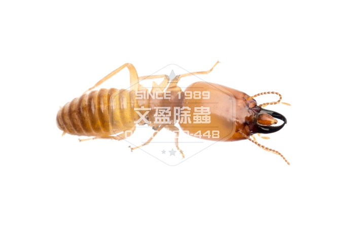 文盈除白蟻消毒除臭公司 0800-000-448 04.jpg