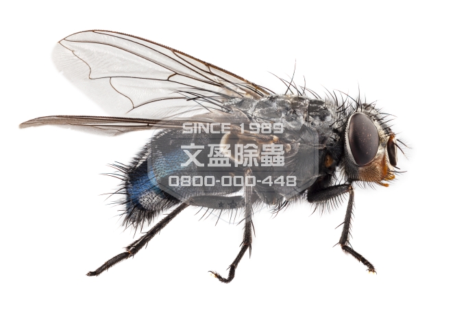 文盈除白蟻消毒除臭公司 0800-000-448 18.jpg