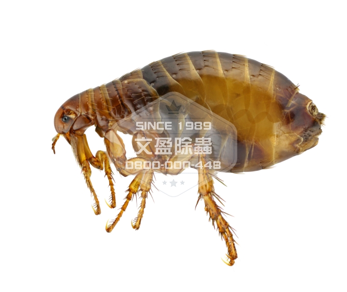 文盈除白蟻消毒除臭公司 0800-000-448 02.jpg