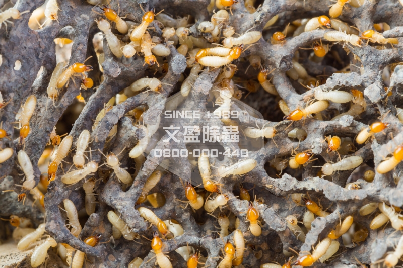 文盈除白蟻公司 0800-000-448 24.jpg