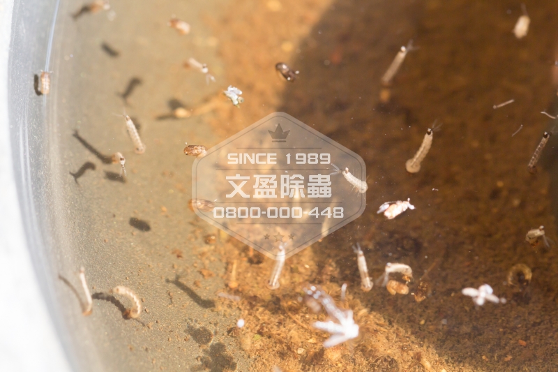 文盈除白蟻公司 0800-000-448 62.jpg