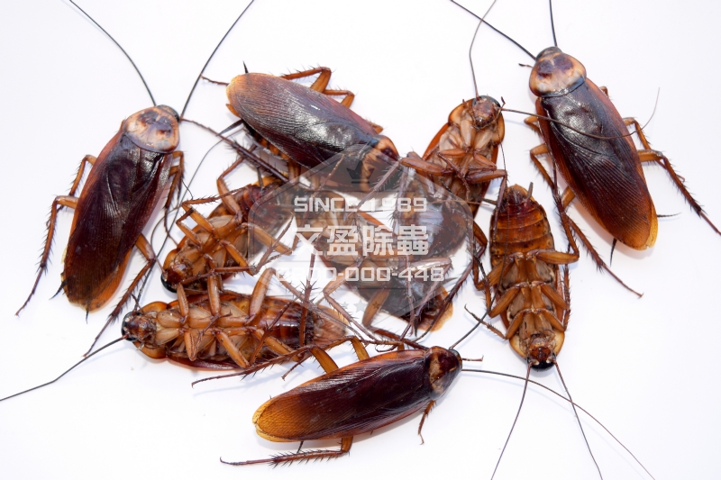 文盈除白蟻公司 0800-000-448 42.jpg