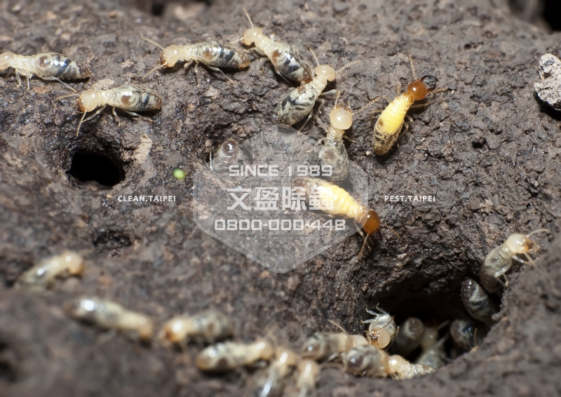 文盈除白蟻公司 30年經驗 0800-000-448 76.jpg