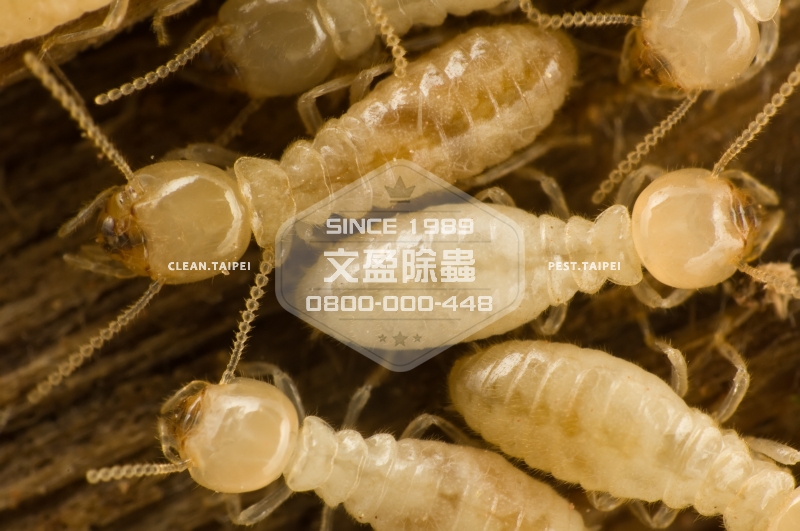 1476677867224051.jpg 文盈除白蟻公司 30年經驗 0800-000-448 70.jpg