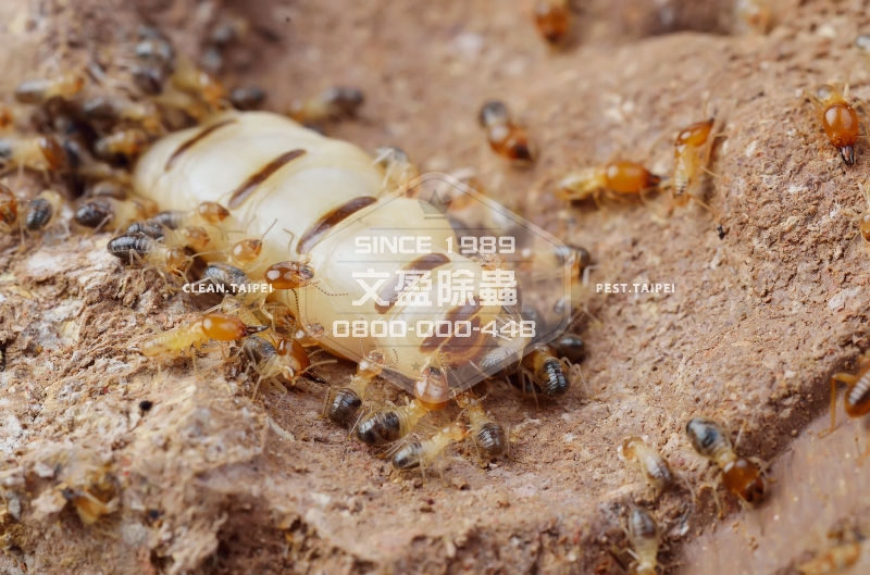 1476677999840551.jpg 文盈除白蟻公司 30年經驗 0800-000-448 92.jpg