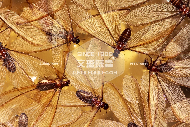 1476678116992871.jpg 文盈除白蟻公司 30年經驗 0800-000-448 77.jpg