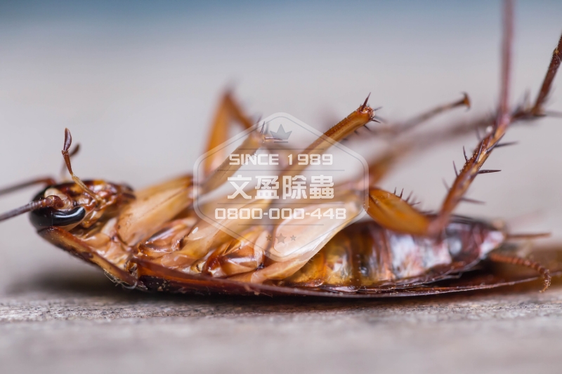 1476679227114162.jpg 文盈除白蟻公司 0800-000-448 67.jpg
