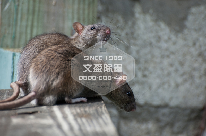 1476679280742532.jpg 文盈除白蟻公司 0800-000-448 17.jpg