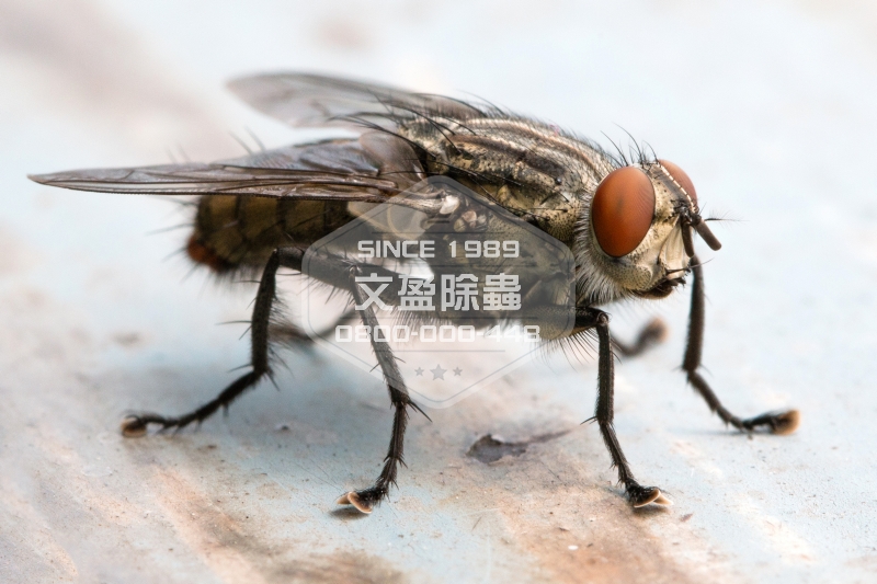 1476679672412778.jpg 文盈除白蟻公司 0800-000-448 31.jpg