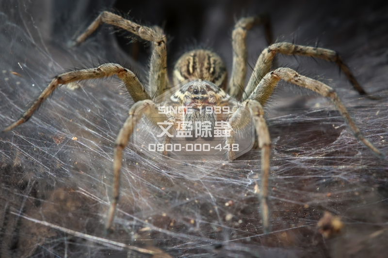 1476679753307958.jpg 文盈除白蟻公司 0800-000-448 54.jpg