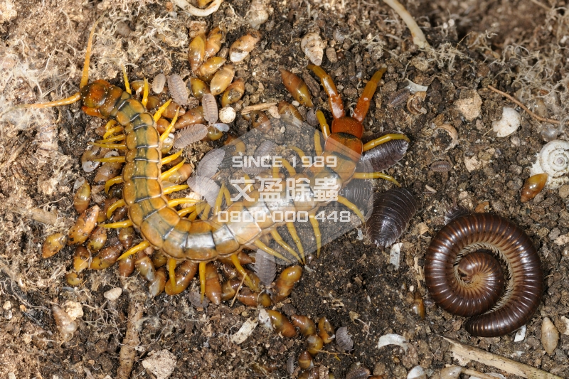 1476679980443663.jpg 文盈除白蟻公司 0800-000-448 44.jpg