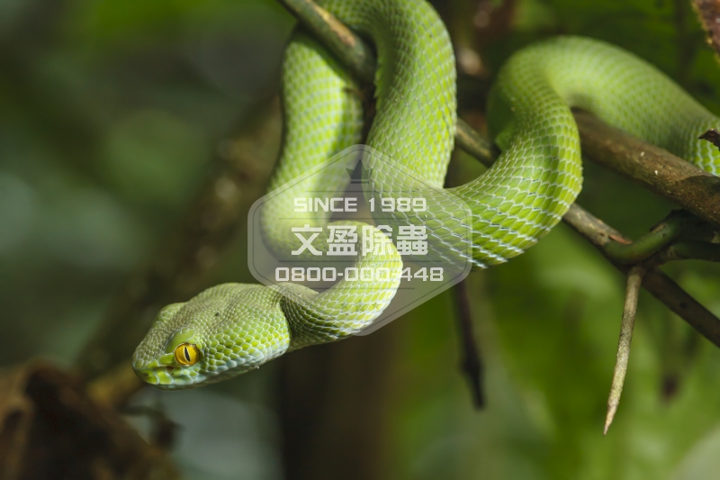 1476680000797153.jpg 文盈除白蟻公司 0800-000-448 40.jpg