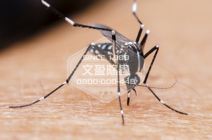 文盈除白蟻消毒除臭公司 0800-000-448 08.jpg