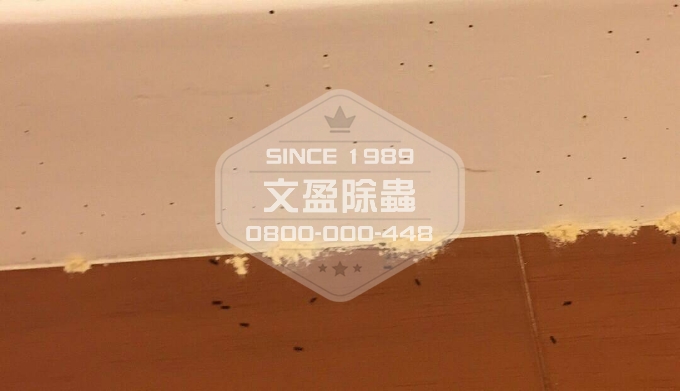 文盈除白蟻-木蛀蟲 01.jpg