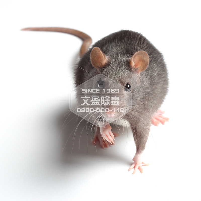 文盈除白蟻公司 0800-000-448 23.jpg