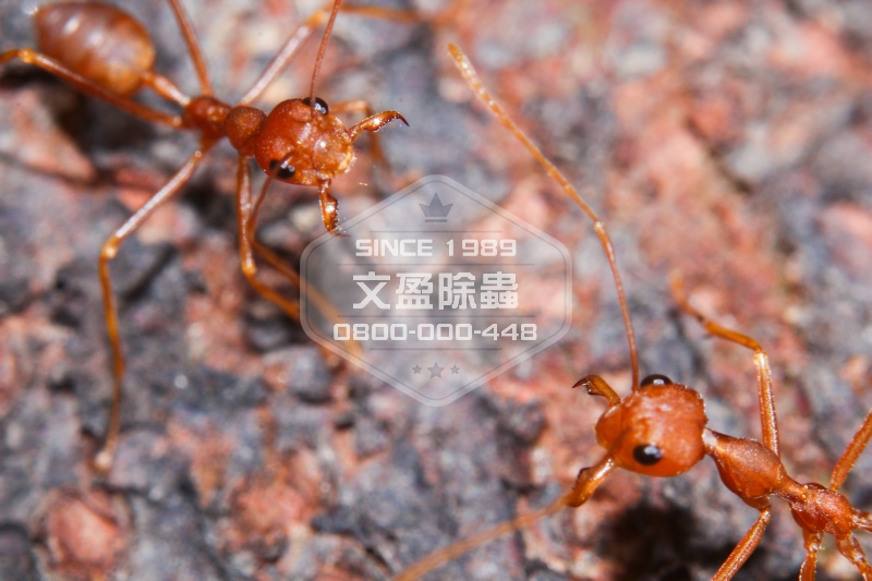 文盈除白蟻公司 30年經驗 台灣害蟲防治第一品牌 0800-000-448 05.jpg
